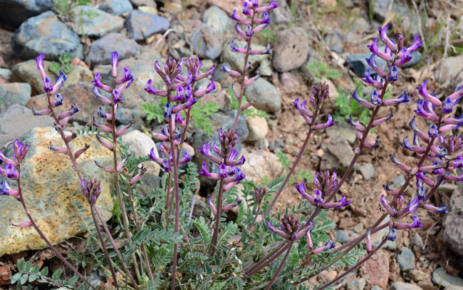 Astragalus tephrodes, Ashen Milkvetch, Southwest Desert Flora